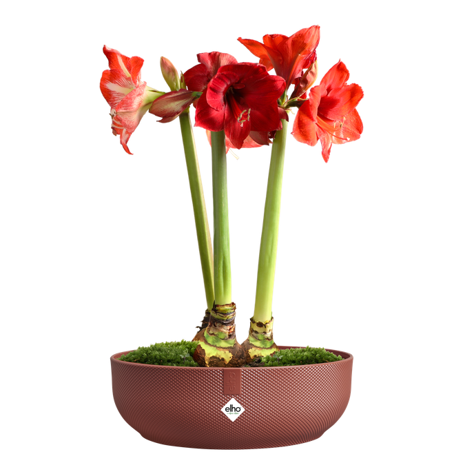 jazz bowl 28cm tuscan red